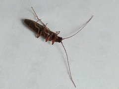 Elateridae