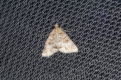 Dichromodes poecilotis