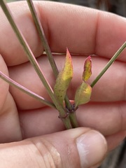 Iresine angustifolia