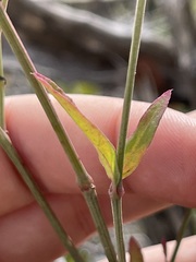 Iresine angustifolia