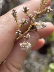 Iresine angustifolia