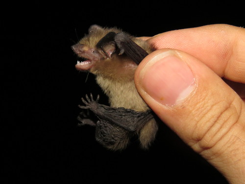 little yellow bat