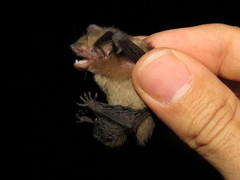 Rhogeessa parvula
