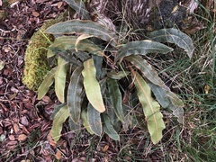 Elaphoglossum paleaceum