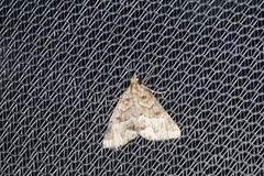 Dichromodes poecilotis