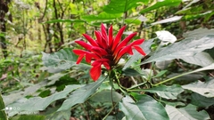 Aphelandra molinae