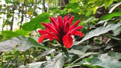 Aphelandra molinae