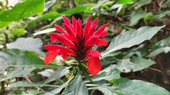 Aphelandra molinae