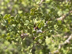 Bursera exequielii