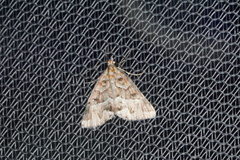 Dichromodes poecilotis