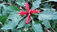 Aphelandra molinae