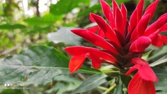 Aphelandra molinae