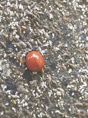 Chilocorus circumdatus