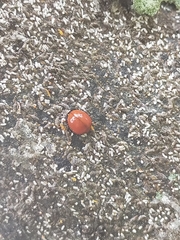 Chilocorus circumdatus