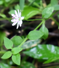 Stellaria flaccida