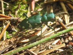 Cicindela patruela