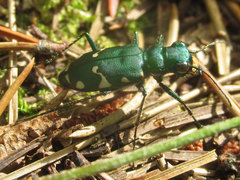 Cicindela patruela