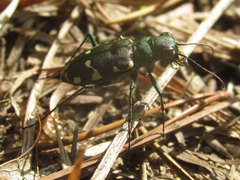 Cicindela patruela
