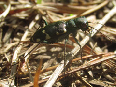 Cicindela patruela
