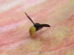 Chaetocoelia excepta