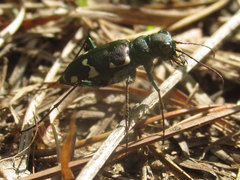 Cicindela patruela