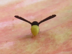 Chaetocoelia excepta