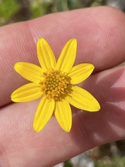 Bidens cabopulmensis