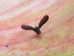 Chaetocoelia excepta