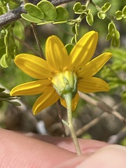 Bidens cabopulmensis