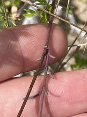 Bidens cabopulmensis