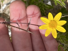 Bidens cabopulmensis