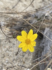 Bidens cabopulmensis