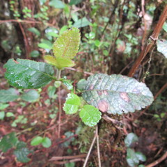 Weinmannia rollottii