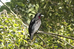 Querula purpurata image