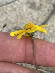 Bidens cabopulmensis