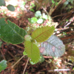 Weinmannia rollottii