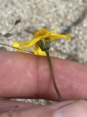 Bidens cabopulmensis
