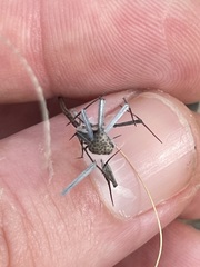 Bidens cabopulmensis
