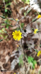 Hieracium abscissum