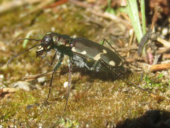 Cicindela patruela