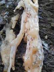 Dolichoderus thoracicus