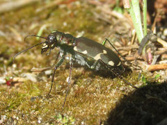 Cicindela patruela