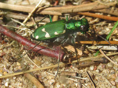 Cicindela patruela