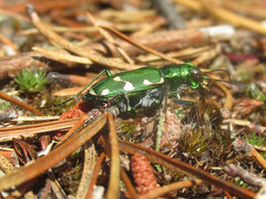 Cicindela patruela