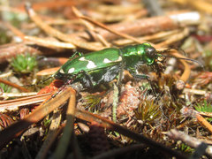 Cicindela patruela