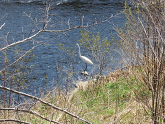 Ardea alba