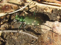 Cicindela patruela