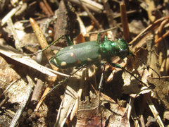 Cicindela patruela