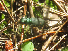 Cicindela patruela