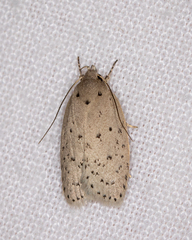 Brachynemata restricta